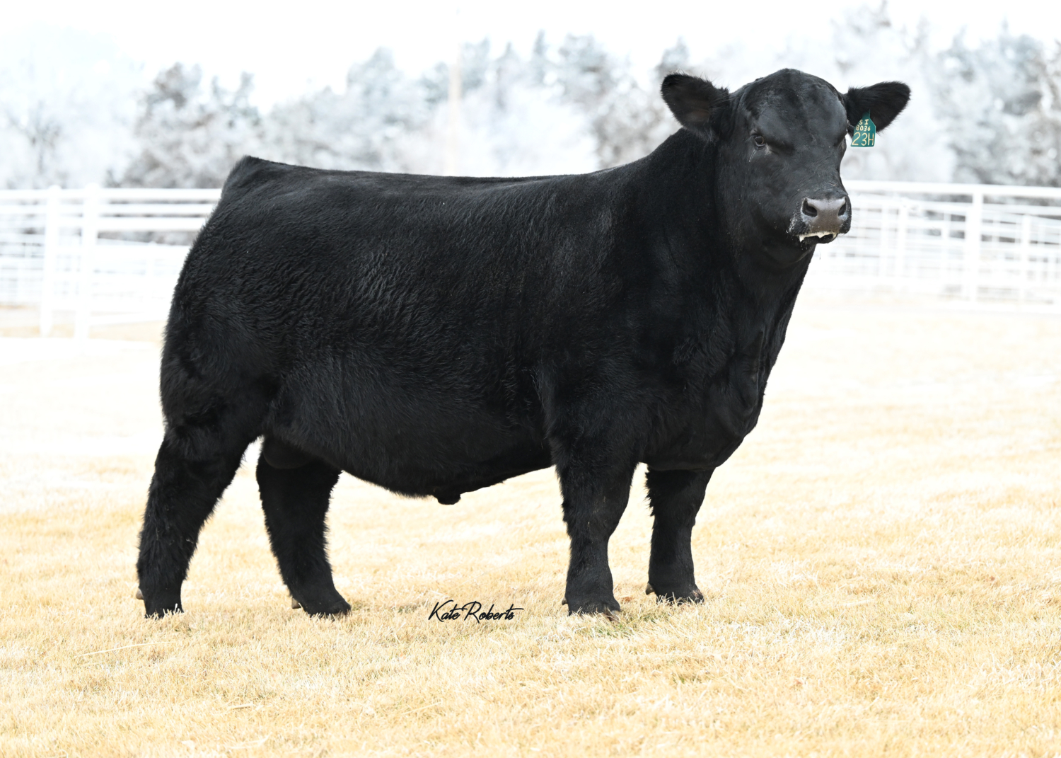 Krebs Angus Ranch Krebs Ranch