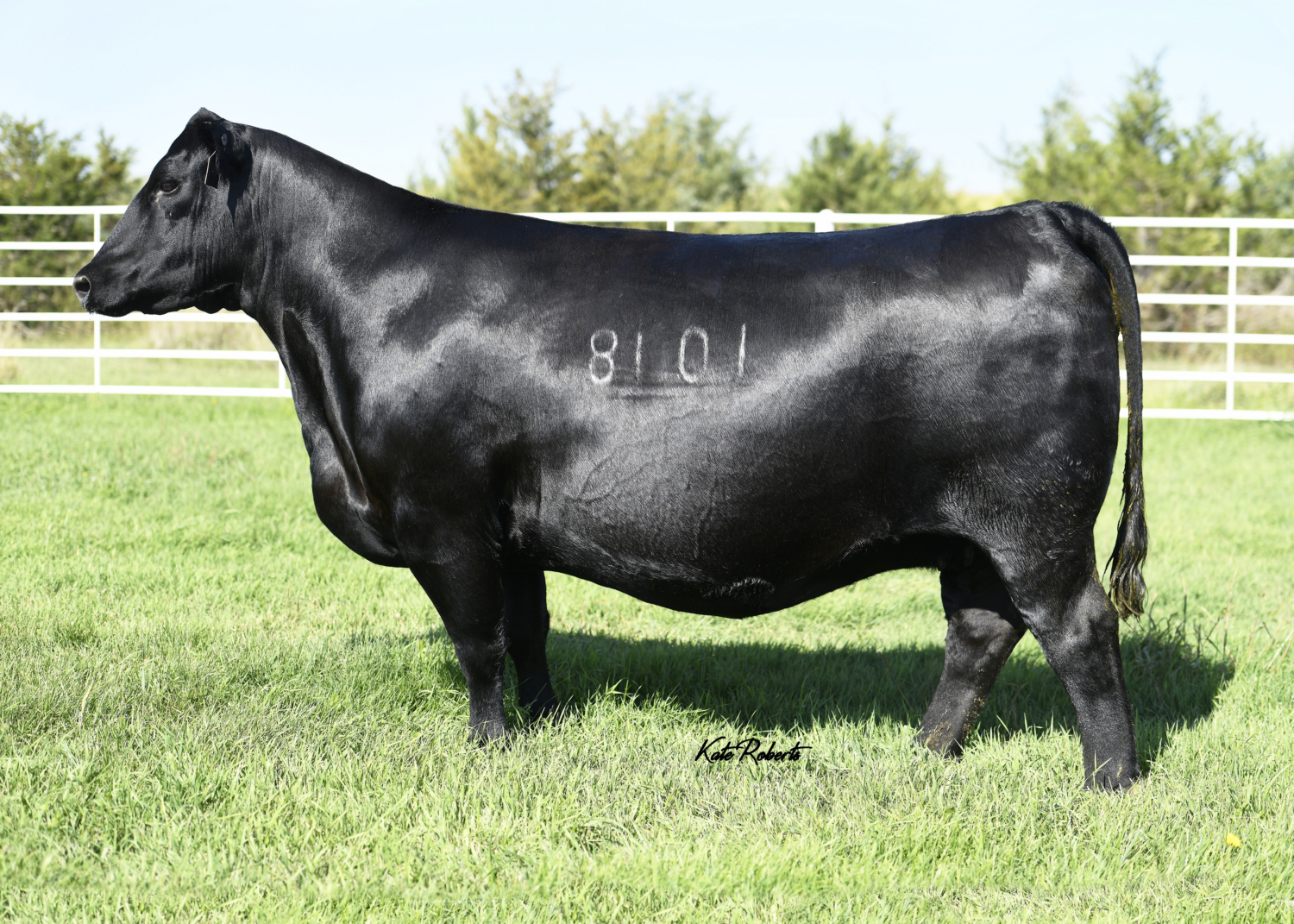 KR Lass Lady 8101 Krebs Ranch