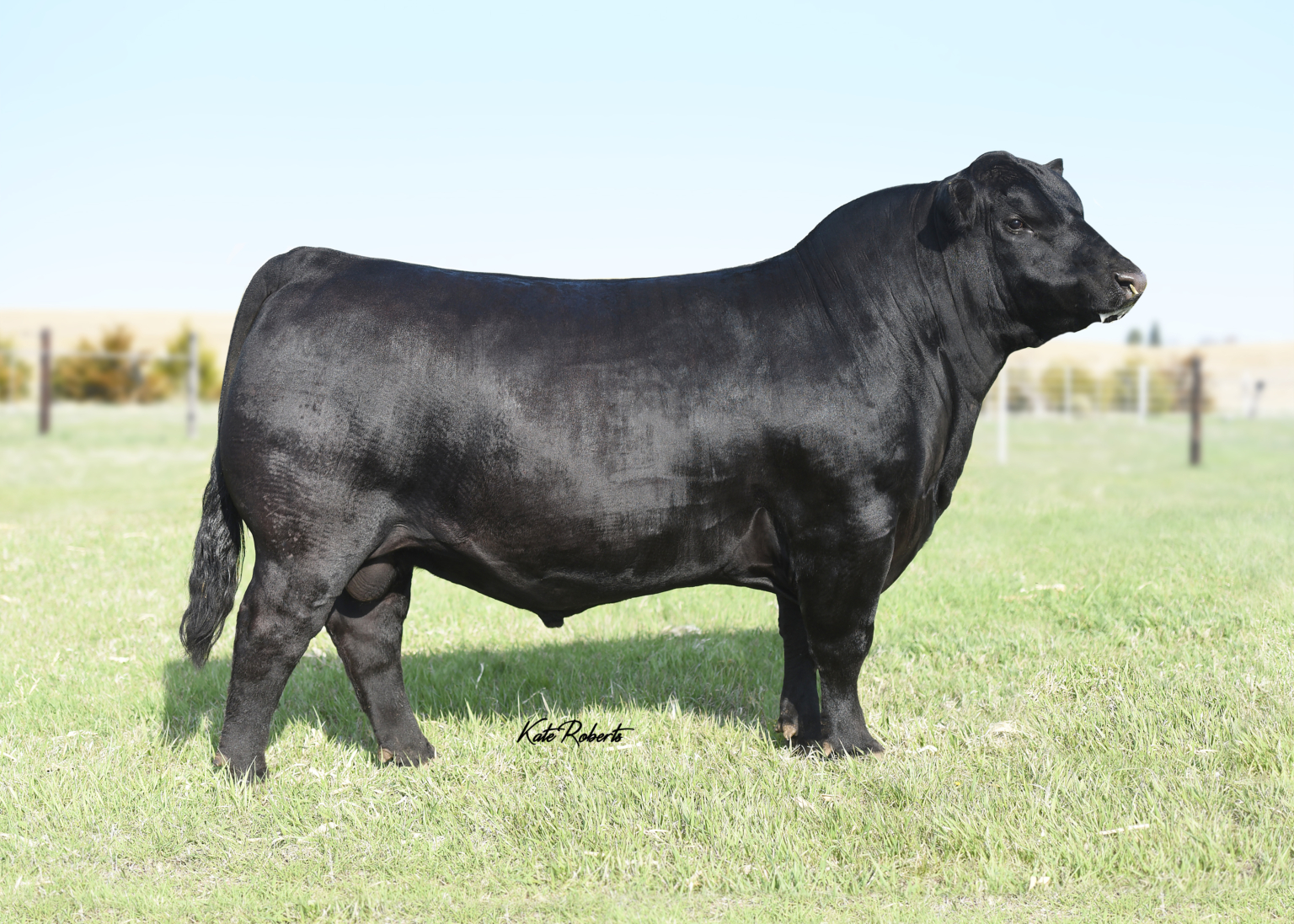 KR Casino (Certificate) Krebs Ranch